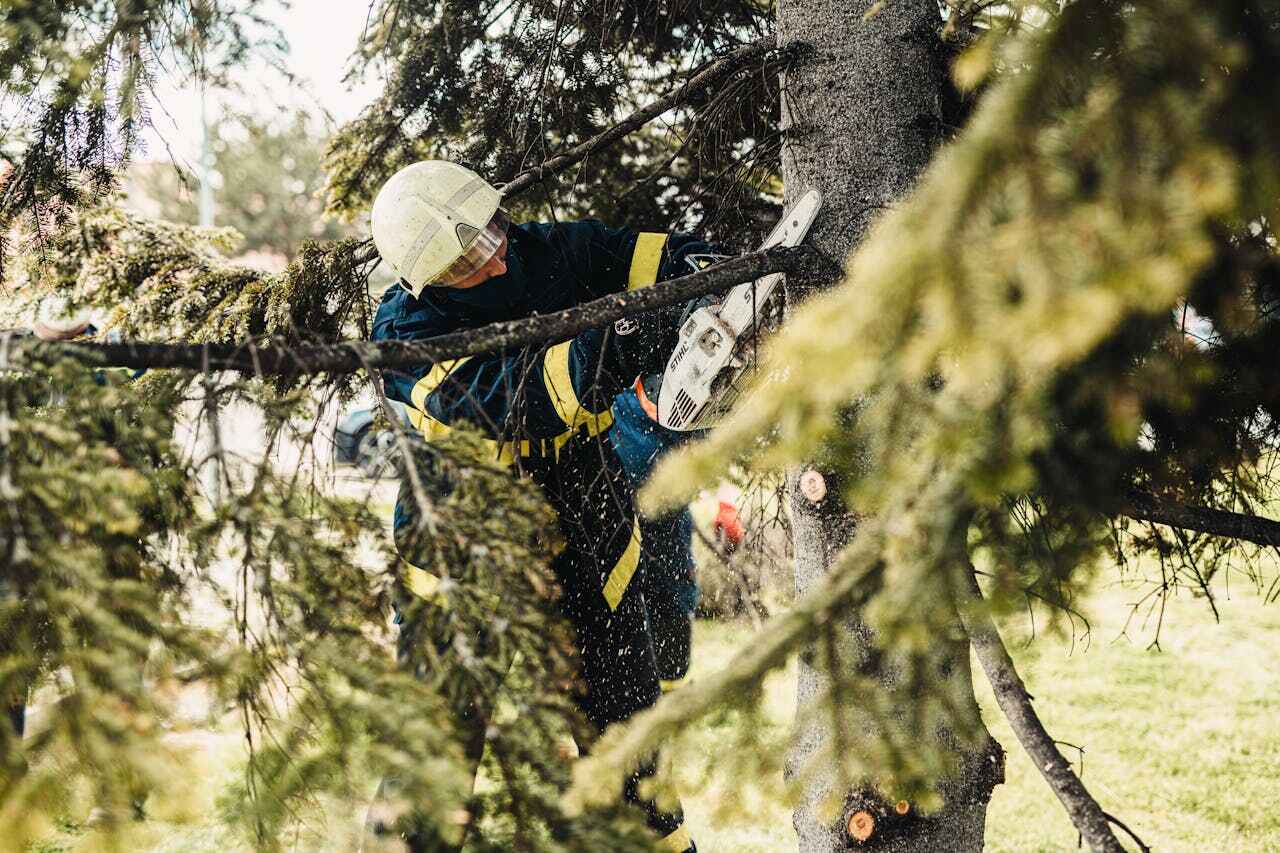 Best Tree Trimming and Pruning  in USA